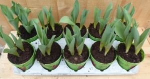 Tulpen10stuksinpotjeintraymixkleurenWarentuinNatuurlijk-Warentuinnatuurlijk