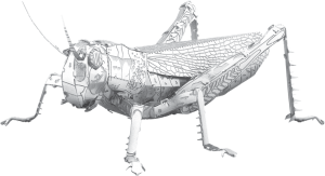 GrasshopperBouwpakket