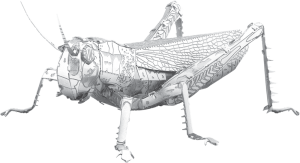 GrasshopperBouwpakket