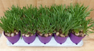 BlauweDruifjes10potjesintraykleurblauwWarentuinNatuurlijk-Warentuinnatuurlijk