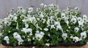 BosviolenViolenwit12stuksinbakViolaWarentuinNatuurlijk-Warentuinnatuurlijk