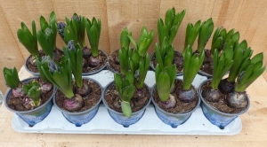Hyacinten3bollenperpotje10potjesintraymixkleurenWarentuinNatuurlijk-Warentuinnatuurlijk