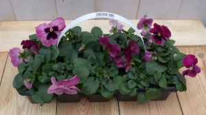 Grootbloemigeviolenpaars6stuksintasjeViolaWarentuinNatuurlijk-Warentuinnatuurlijk