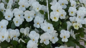 BosviolenViolenwithangplantViolaWarentuinNatuurlijk-Warentuinnatuurlijk