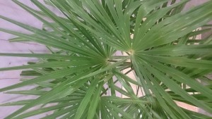 WinterhardePalmboomTrachycarpusFortuneistamhoogte20cmenhoogte110cm-Warentuinnatuurlijk