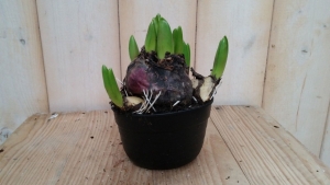 2stuksBolletjesHyacintrozeVoorjaarsbollenWarentuinNatuurlijk-Warentuinnatuurlijk