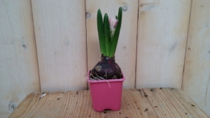 5stuksBolletjesHyacintrozeinkleinpotjeVoorjaarsbollenHyacinthusWarentuinNatuurlijk-Warentuinnatuurlijk