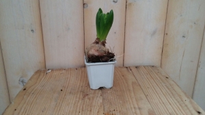 5stuksBolletjesHyacintwitinkleinpotjeVoorjaarsbollenWarentuinNatuurlijk-Warentuinnatuurlijk