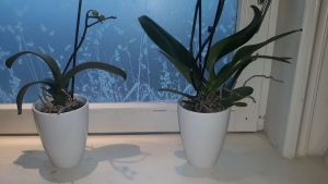 OrchideepotsteenWit-Warentuinmix
