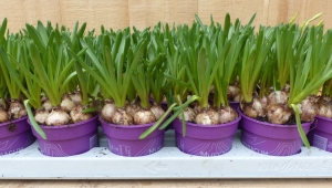 BlauweDruifjes18stuksinkleinepotjeskleurblauwWarentuinNatuurlijk-Warentuinnatuurlijk