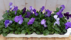Grootbolligeviolenblauw18stuks-Warentuinnatuurlijk