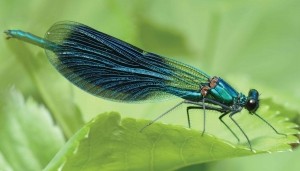 Libelle130x70cmTuinschilderij-Customizeit
