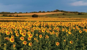 Zonnebloemenveld130x70cmTuinschilderij-Customizeit