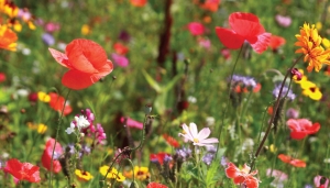 Wildebloemen130x70cmTuinschilderij-Customizeit