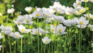 Anemonenveld130x70cmTuinschilderij-Customizeit