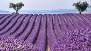 Lavendelveld130x70cmTuinschilderijCustomize-it-Customizeit