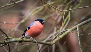 Goudvinkman130x70cmTuinschilderijCustomize-it-Customizeit