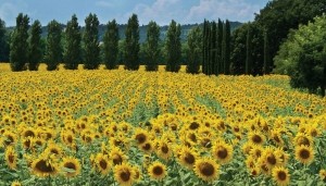 ZonnebloemenFrankrijk130x70cmTuinschilderij-Customizeit