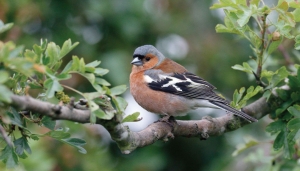 Vinkmannetje130x70cmTuinschilderijCustomize-it-Customizeit