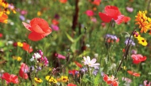 Wildebloemen130x70cmTuinschilderij-Customizeit