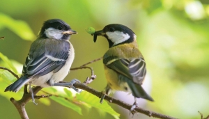 Mezen130x70cmTuinschilderijCustomize-it-Customizeit