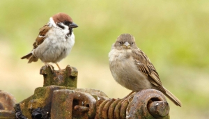 Mussen130x70cmTuinschilderijCustomize-it-Customizeit