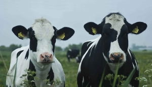 RockyenRonny130x70cmTuinschilderijCustomize-it-Customizeit