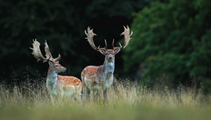 Hertenmetgewei130x70cmTuinschilderijCustomize-it-Customizeit