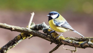 Koolmeestak130x70cmTuinschilderijCustomize-it-Customizeit