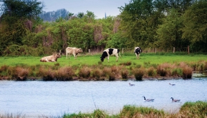 Polder130x70cmTuinschilderijCustomize-it-Customizeit