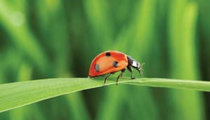 Lieveheersbeestje130x70cmTuinschilderijCustomize-it-Customizeit