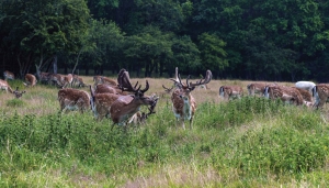 HertenBos130x70cmTuinschilderijCustomize-it-Customizeit