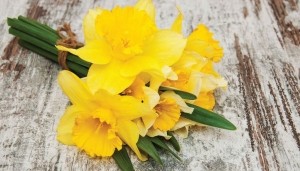 Narcisbosje130x70cmTuinschilderijCustomize-it-Customizeit