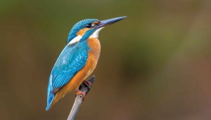 IJsvogel130x70cmTuinschilderijCustomize-it-Customizeit