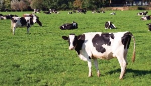 Weikoeien130x70cmTuinschilderijCustomize-it-Customizeit