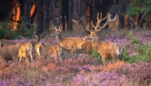 Herteninheide130x70cmTuinschilderij-Customizeit
