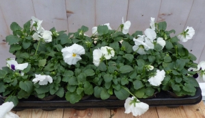 Grootbloemigeviolenwit18stuksinbakViolaWarentuinNatuurlijk-Warentuinnatuurlijk