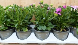 SpaanseMargrietOsteopermum10potjesintraykleurenverschillend-Warentuinnatuurlijk