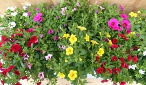 Millionbellspetunia10potjespertraykleurmix-Warentuinnatuurlijk