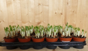 Crocussen10stuksinpotjesmixkleurenWarentuinNatuurlijk-Warentuinnatuurlijk