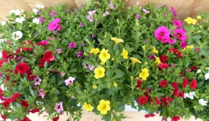 Millionbellspetunia10potjespertraykleurmix-Warentuinnatuurlijk