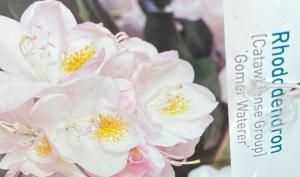 RhododendronGomerWaterer-Warentuinnatuurlijk