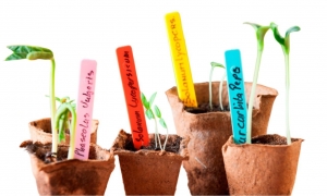 SteeketikettengekleurdH10cmseta40stuksNature-Nature