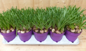 BlauweDruifjes10potjesintraykleurwitWarentuinNatuurlijk-Warentuinnatuurlijk