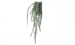 Cactusepiphylluml90groenheader-Emerald