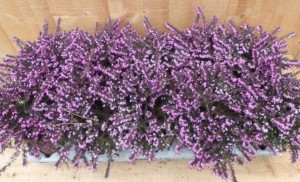 HeideEricaroze10potjesinTraykleurroze-Warentuinnatuurlijk