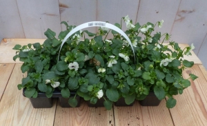 BosviolenViolenwit6stuksintasjeViolaWarentuinNatuurlijk-Warentuinnatuurlijk