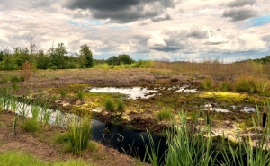 Tuinschilderijdrenthe130x70cmCustomize-it-Customizeit