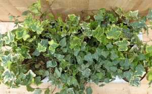 KlimopHederaKleurbont10potjesintrayWarentuinNatuurlijk-Warentuinnatuurlijk