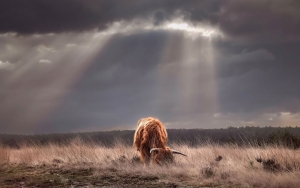 Tuinschilderijhooglanderlicht130x70cmCustomize-it-Customizeit